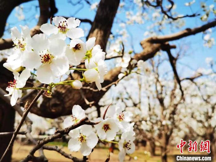 图为盛开的梨花洁白如雪。　史静静 摄