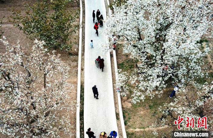 图为游客漫步在百年梨树下。　史静静 摄