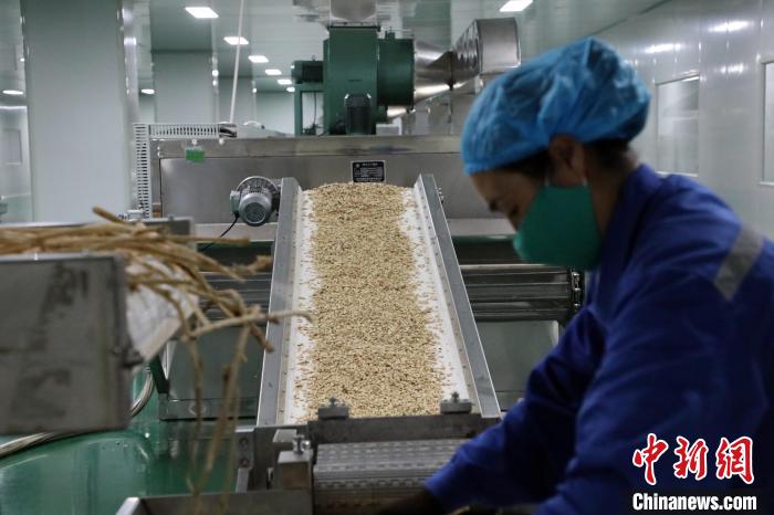 2020年十一月中旬，位于甘肃陇南市宕昌县的一家企业中药饮片切割生产线。(资料图) 魏建军 摄