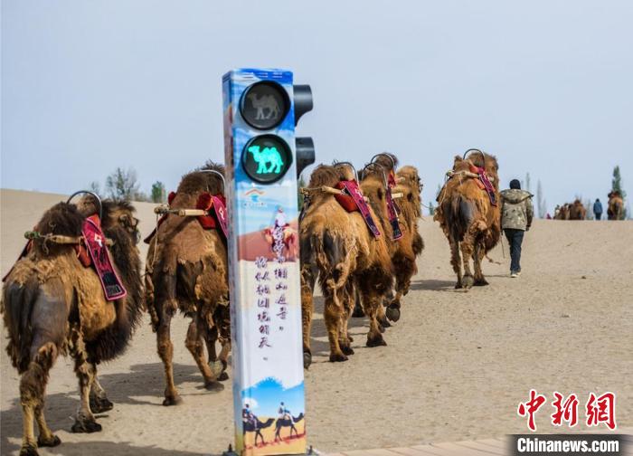 图为大漠中，“骆驼绿灯”亮了，驼队穿行。　王斌银 摄