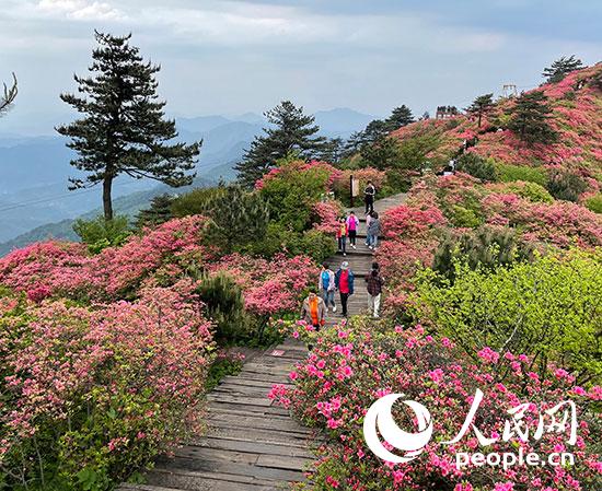 湖北省龟峰山风景区,游人畅游在杜鹃花海中。人民网记者 余璐摄 湖北省龟峰山风景区,游人畅游在杜鹃花海中。人民网记者 余璐摄