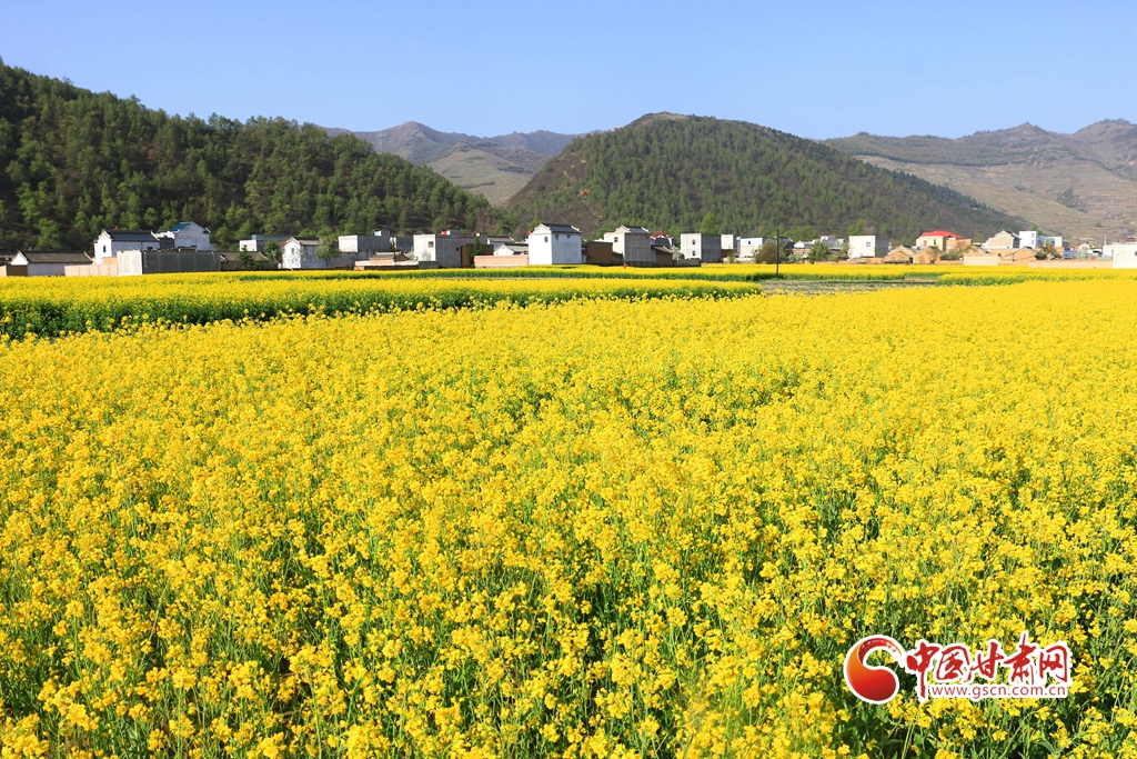 【陇拍客】岷县十里镇：油菜花开惹人醉