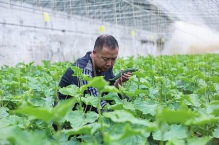 “栽种的是菜苗，收获的是希望！”——陇南两当县豆坪村蔬菜种植见闻