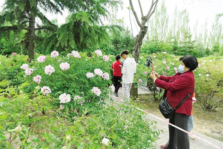 临夏市北滨河路60里牡丹长廊里不同品种、颜色各异的牡丹花争奇斗艳