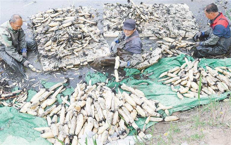 临夏州永靖县黄河岸边采藕忙