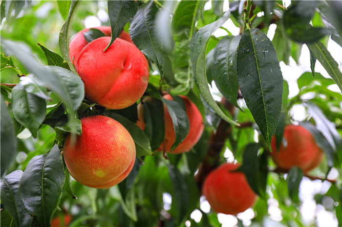 【厚道甘肃 地道甘味】秦安蜜桃：桃花源中有臻味