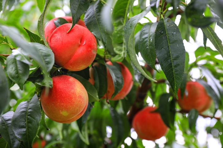 【厚道甘肃 地道甘味】秦安蜜桃：桃花源中有臻味