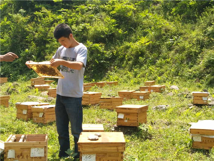 【厚道甘肃 地道甘味】西和蜂蜜 青山绿水酿甜蜜