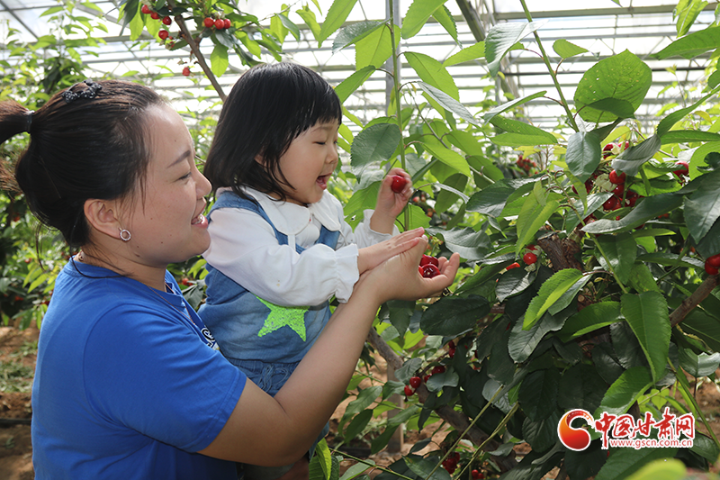 临泽鸭暖镇：火红樱桃带动特色产业“火”起来