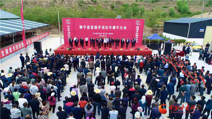 静宁县首届平凉红牛赛牛大会举行 120头红牛争夺状元牛