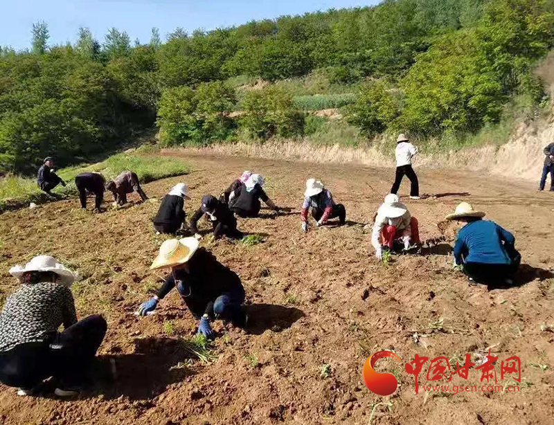 西和县姜席镇：移栽万寿菊 铺就致富路