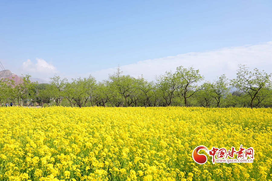 【陇拍客】临夏永靖：油菜花开 遍地金黄好风光