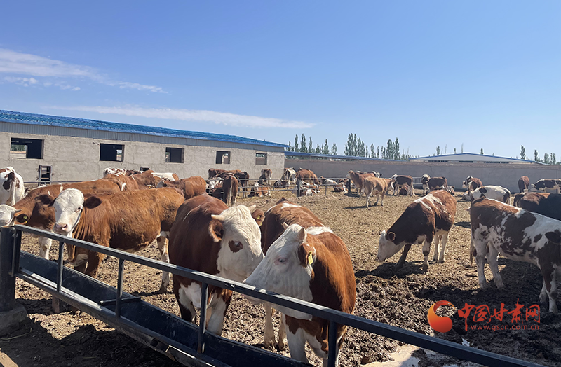 瓜州：党建引领乡村振兴 肉牛产业“犇”起来