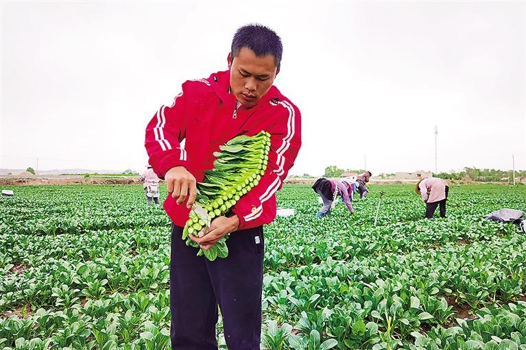 临夏州临夏县千亩高原夏菜菜芯正式采摘