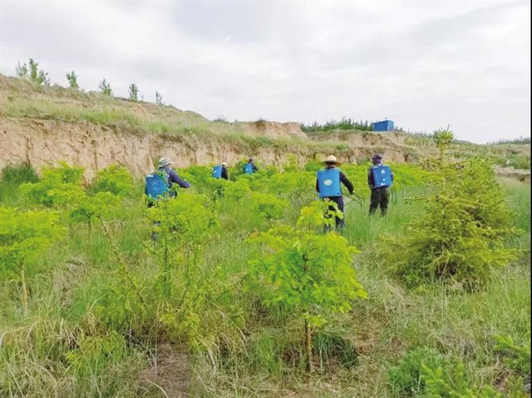 工程建设规模360亩 共栽植各类苗木33332株 兰州南北两山生态绿化西山岭景观明显提升