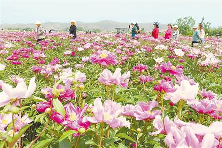 游客在临夏市枹罕镇江牌村芍药种植基地观赏花卉