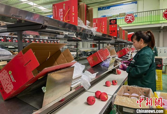 图为工人将苹果分类装箱。 刘玉桃 摄 图为工人将苹果分类装箱。 刘玉桃 摄