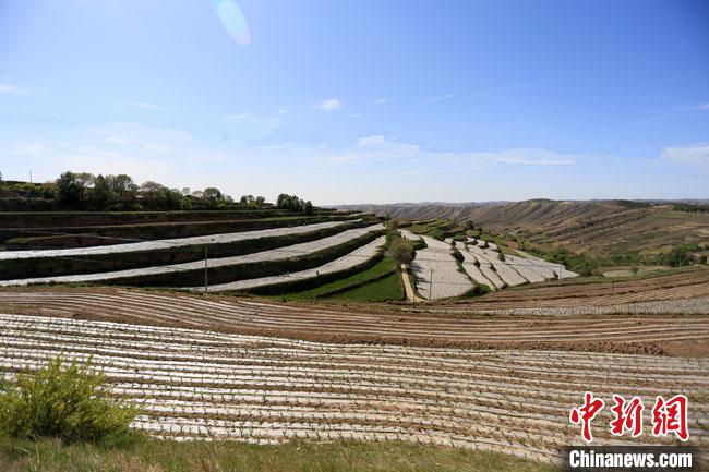 甘肃榆中高效农业复兴撂荒地台商穿针引线探“素食经济”