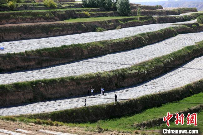 图为6月初，在兰州市榆中县韦营乡境内的纳米高效农业示范基地，几位台湾网红进行直播。　高展 摄