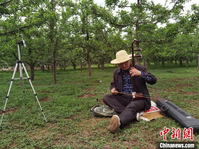 5月中旬，甘肃陇南市礼县六旬老人张加成在果园里直播完苹果树修枝后，又抱起随身携带的二胡与网友互动。　冯志军 摄