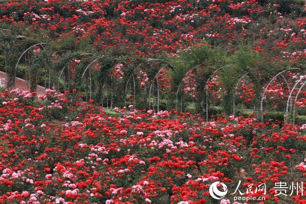 玫瑰花田一隅。人民网 阳茜摄