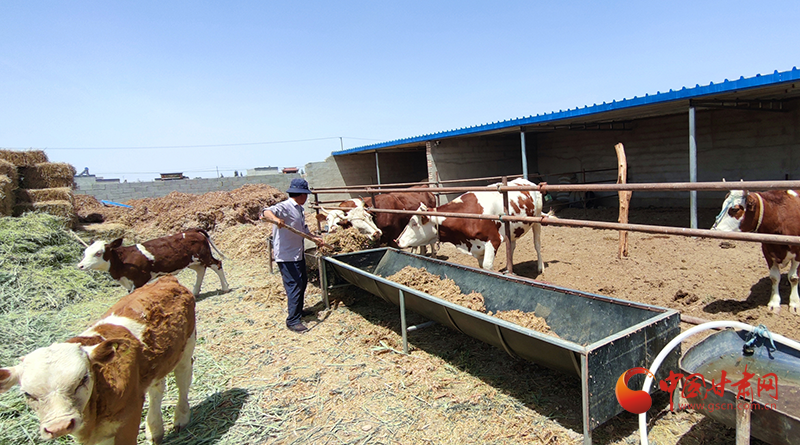 瓜州：肉牛养殖忙 富农产业旺