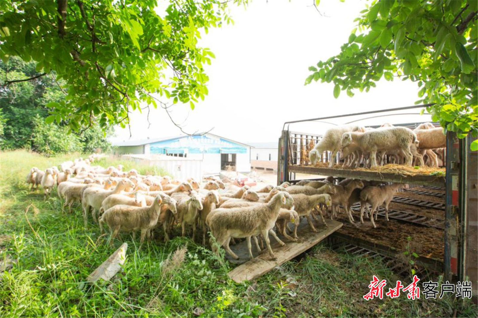 《无极五注册平台官网_贡献央企力量 提供央企方案 中央企业助力甘肃脱贫攻坚和乡村振兴综述》