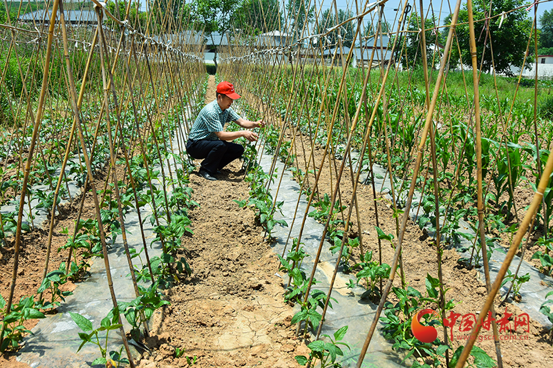康县：发展蔬菜产业带动群众致富