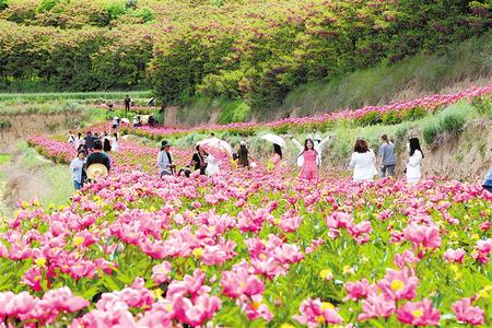 西和县十里镇土桥村的芍药花基地