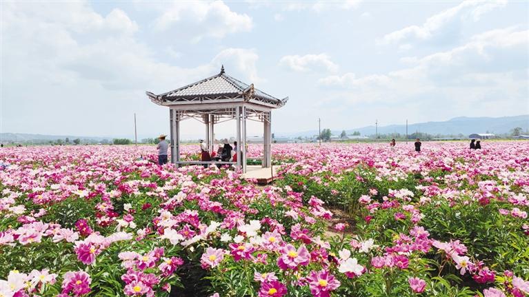 临夏州乡村振兴示范村江牌村——芍药花海引客来 农旅融合促振兴