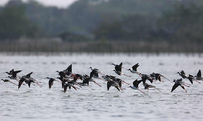 成群的丝光椋鸟和灰背椋鸟在水面上飞翔。冯尔辉摄