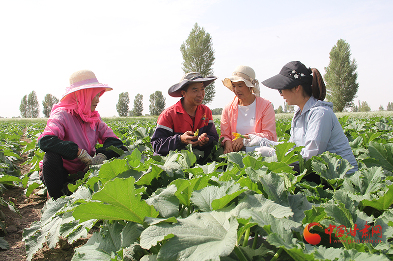 高台宣化镇：制种花开授粉忙 田畴劳务双增收