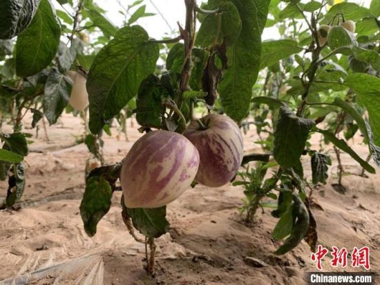 图为甘肃省武威市古浪县黄花滩六道沟生产基地里，戈壁蔬果进入盛果期。(资料图) 崔琳 摄