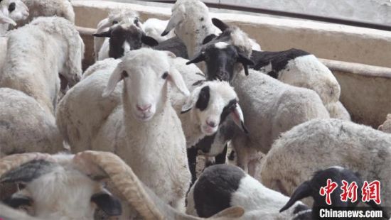 在甘肃临夏州东乡县，广泛流传着“无羊不成家”的说法。图为东乡族民众饲养的羊儿。(资料图) 受访者供图