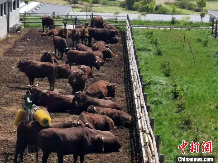 图为甘肃泾川旭康肉牛养殖基地。(资料图) 魏建军 摄 图为甘肃泾川旭康肉牛养殖基地。(资料图) 魏建军 摄