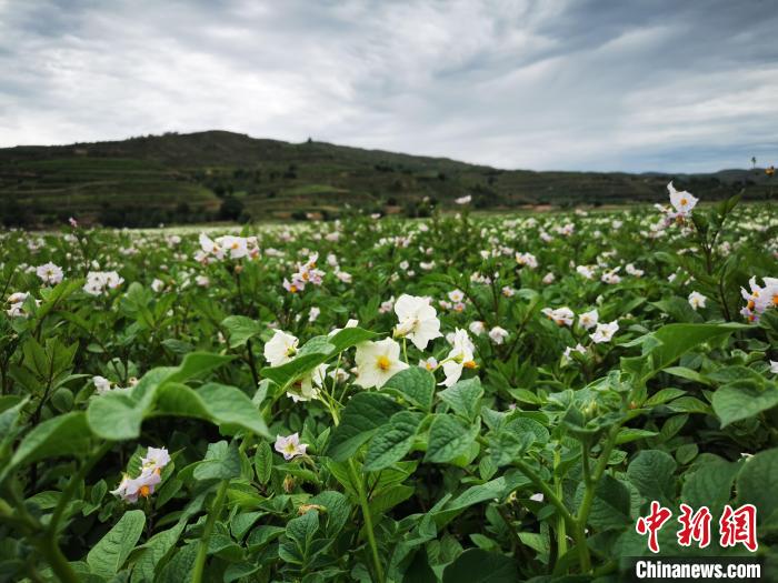 图为2020年7月28日拍摄于定西市安定区境内马铃薯成片种植基地。(资料图) 殷春永 摄