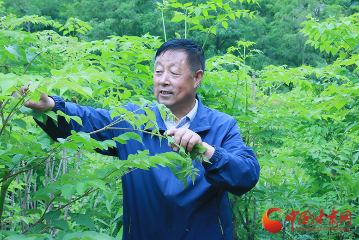 【百年风华 奋进甘肃·党员风采】马甲平：激活撂荒土地 乌龙头种植趟开特色脱贫致富路