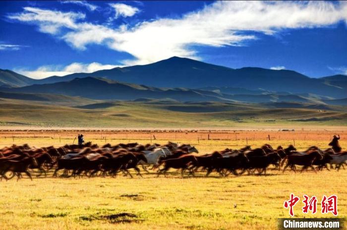 图为甘肃甘南境内，马群驰骋草原的景观。(资料图) 甘南州委宣传部供图