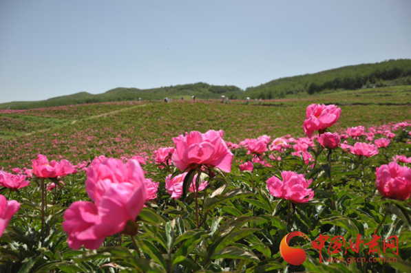 武威2000亩芍药花海美翻万千游客（图）