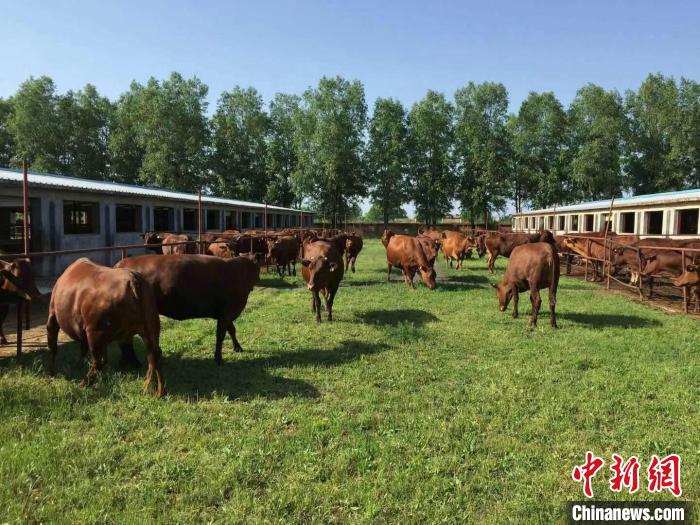 图为泾川县旭康红牛养殖基地。(资料图) 魏建军 摄