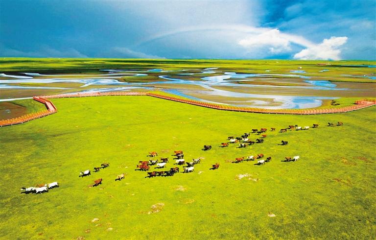 玛曲河曲马场 中国最美湿地草原的“颜值担当”