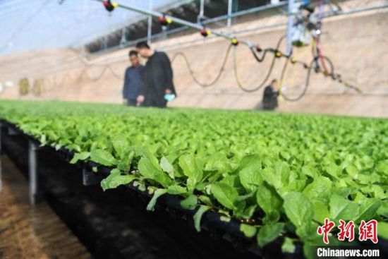 在甘肃甘州区境内的温室大棚里，现代化设施给蔬菜浇水及营养液。(资料图) 杨艳敏 摄