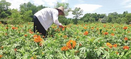 陇南西和县大桥镇仇池村的万寿菊种植基地