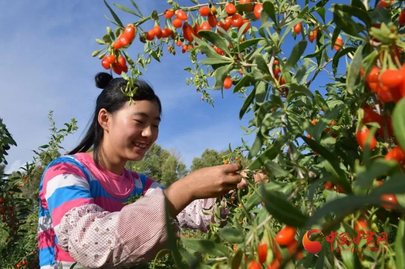 瓜州：红果果成“致富果”