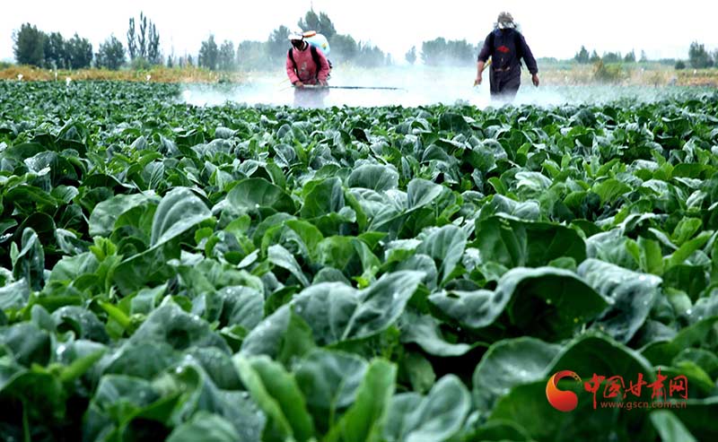 甘州花寨乡：以生态产业强振兴基础