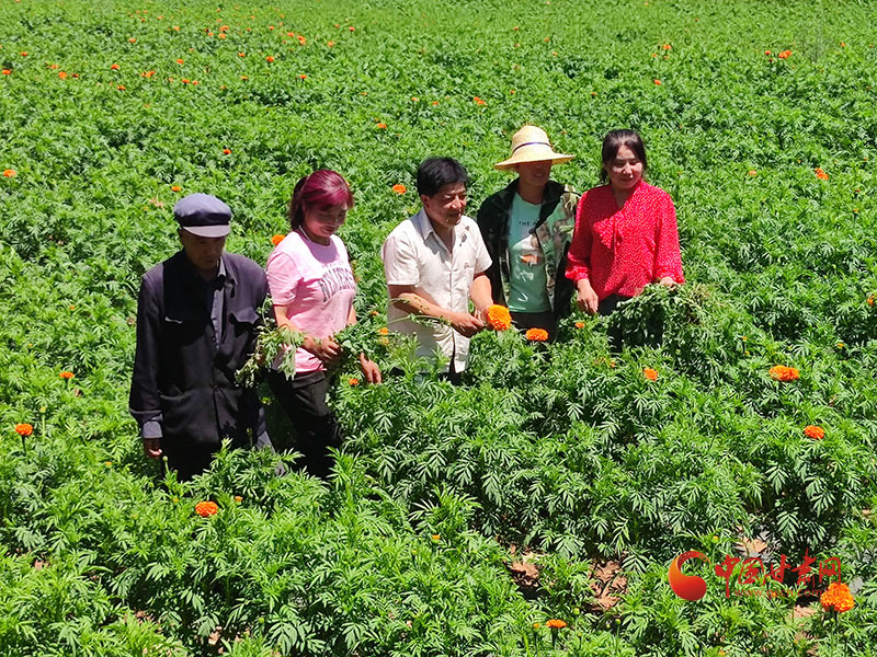  渭源：30000亩试种万寿菊喜获成功