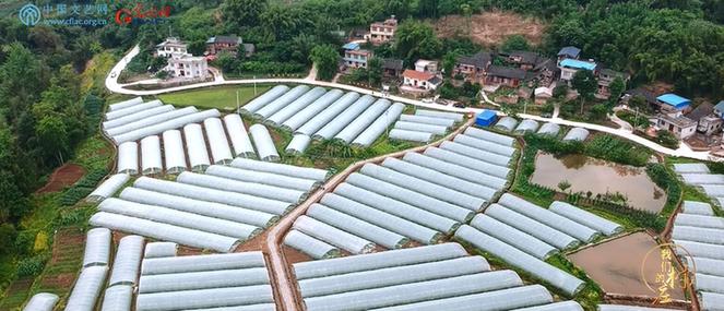 重庆市少云村:新时代“少云人”——接续传承伟大抗美援朝精神 重庆市少云村:新时代“少云人”——接续传承伟大抗美援朝精神