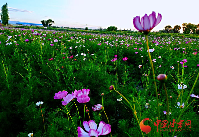 【小康圆梦·看甘肃】瓜州：花卉盛开景似海 特色小镇产业兴