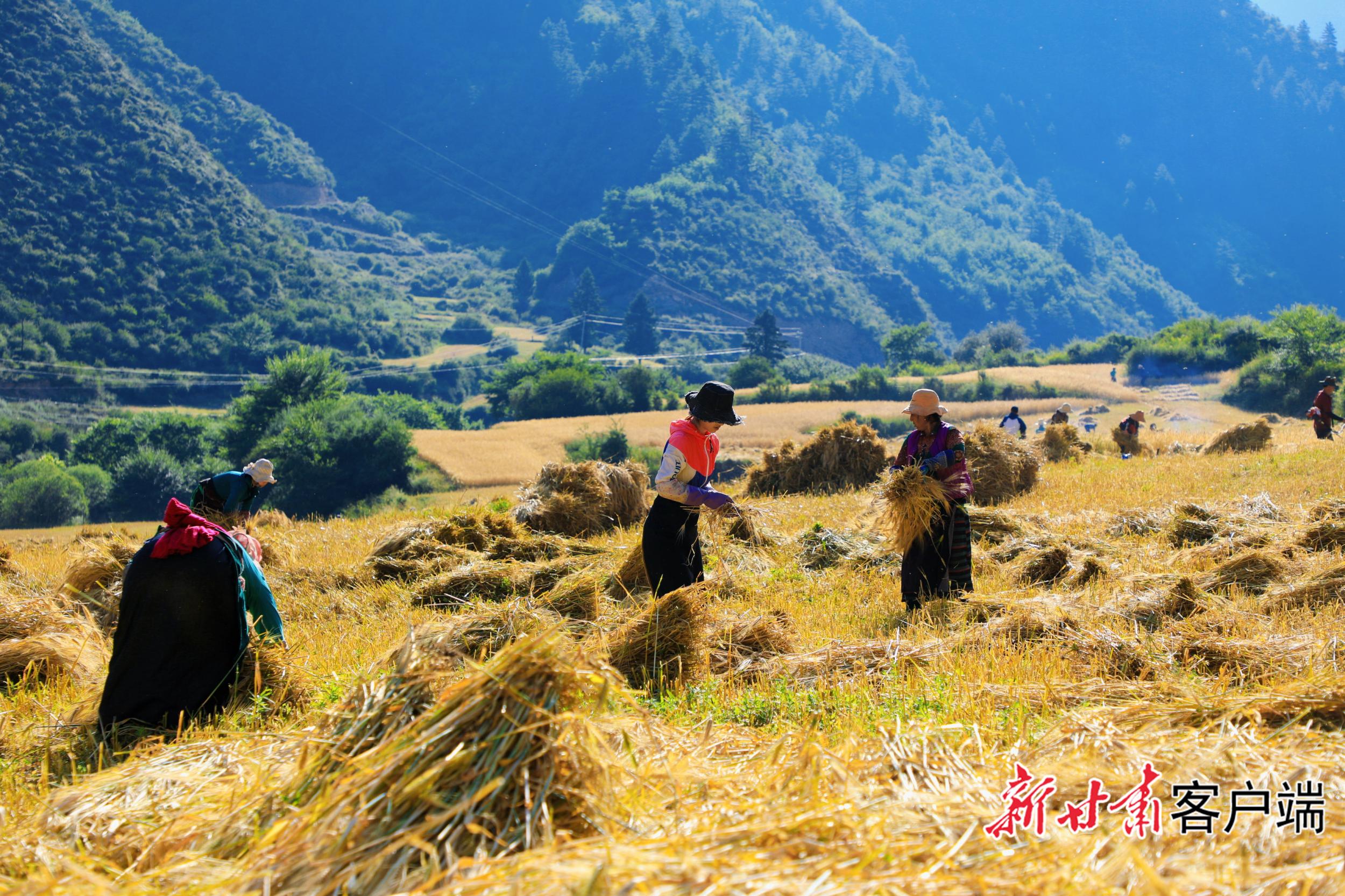 风吹麦浪，迭部“丰”景美如画！