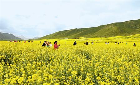 张掖民乐县扁都口休闲旅游区油菜花进入盛花期